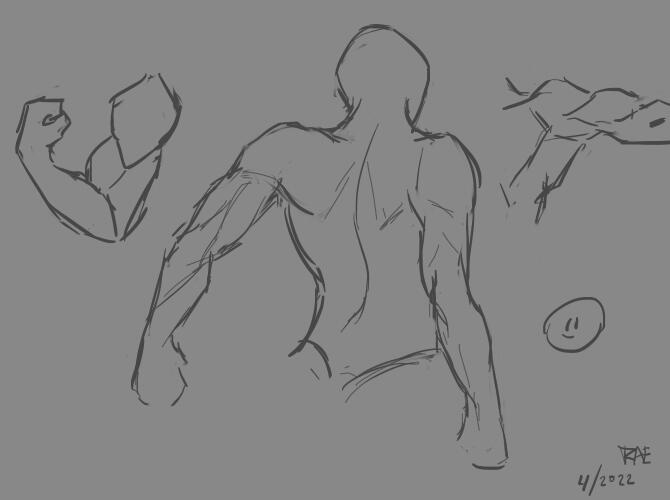 Muscle Sketches I