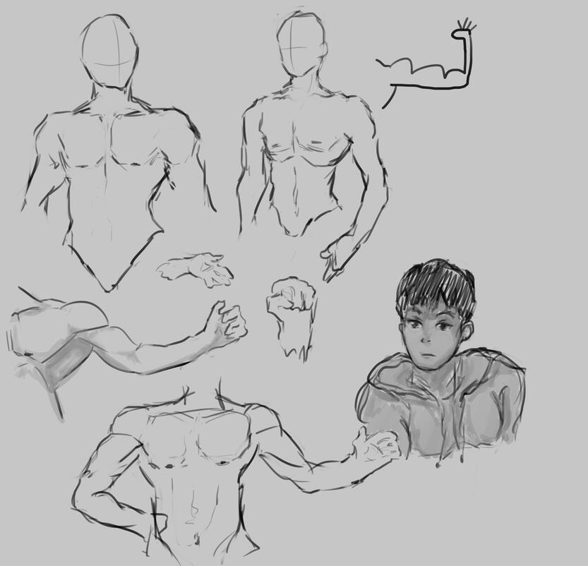 Muscle Sketches II